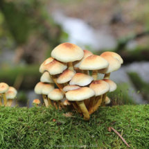 20 Roger Lane Sulphur Tuft