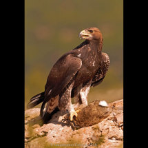 21 Adrian Davey Golden Eagle (wild) 1st Place