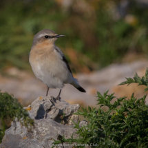 22 Mike Pettett Northern Wheatear