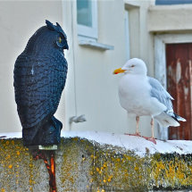 23 Alan Vanier Gull v Imposter