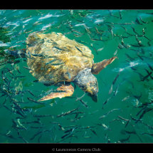 24 Chris Robbins Loggerhead Turtle in a shoal of fish Commended