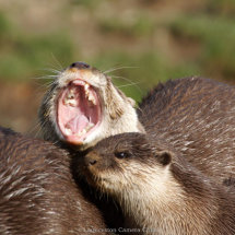 25 ValCarpenter Asian Short Clawed Otters (C)