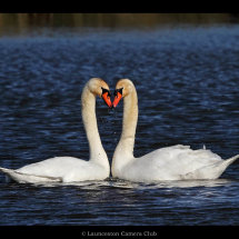 26 Adrian Davey Mute Swan courtship