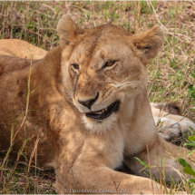 26 Hugh Letheren Masai Mara Lionness