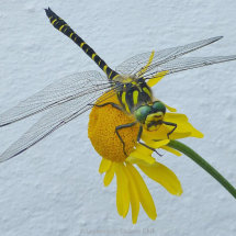 28 Dave Bridges Southern Hawker Dragonfly