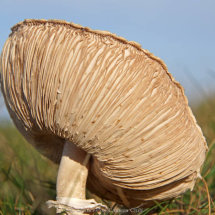 29 Parasol Mushroom Val Carpenter