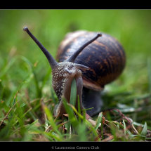 30 Ian Smith Garden Snail 3rd Place