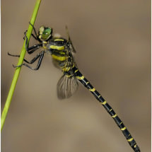 31 Tracey Small Dragonfly