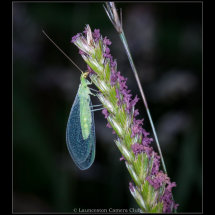 32 Geoff Trevarthen Green Lacewing (Chrysoperla carnea)