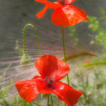 32 Poppies Hilary Phillips