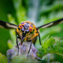 33 Hilary Phillips Splayed Deerfly