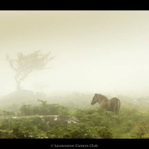 33 Pony in the Mist Heather Bodle
