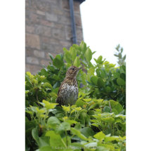 34 Roger Lane Thrush