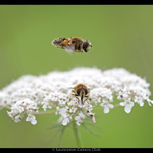 35 Adrian Davey Hoverflies