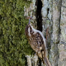 36 Mike Pettett Tree Creeper with prey