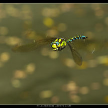 37 Chris Robbins Southern Hawker Dragonfly