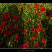 38 Every Poppy is a soldier Ian Smith 1st Place