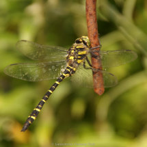 38 ValCarpenter Golden Ringed Dragonfly