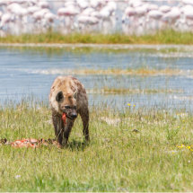 39 Hugh Letheren Spotted Hyena eating Pink Flamingo Lake Nakuru Highly Commended