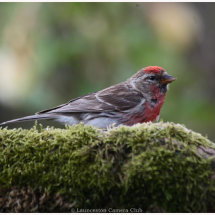 40 Di Northey Redpoll