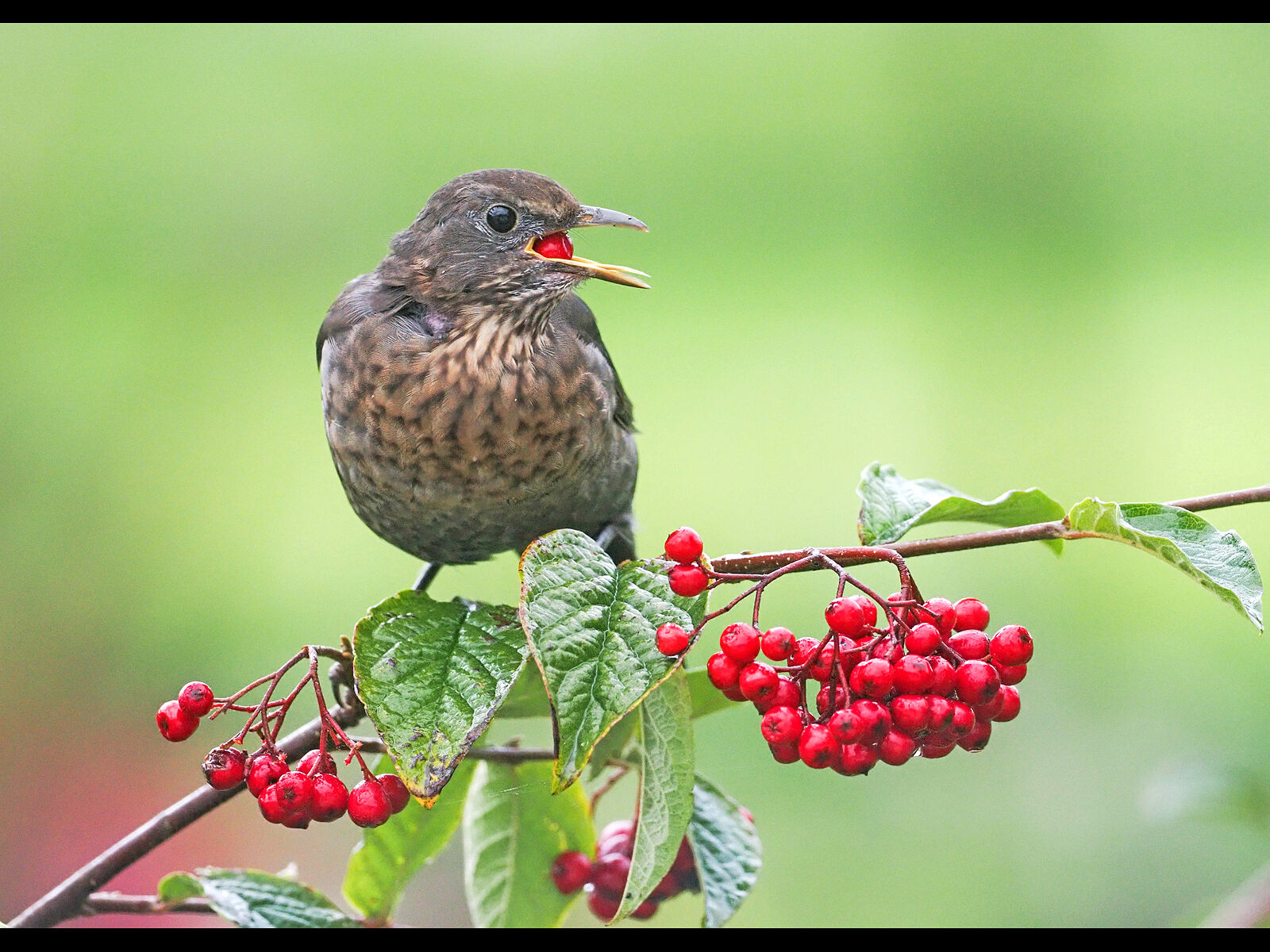 Second Adrian Davey Blackbird eating berries