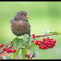Second Adrian Davey Blackbird eating berries