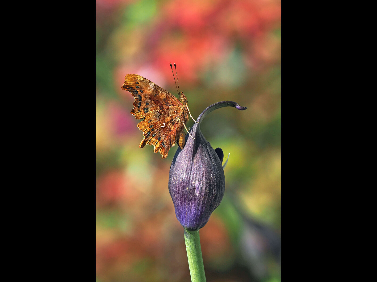Third Adrian Davey Comma on Agapanthus