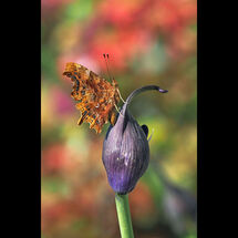 Third Adrian Davey Comma on Agapanthus