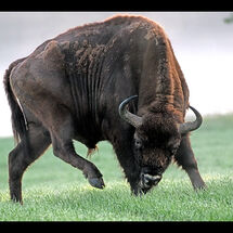 Adrian Davey European Bison