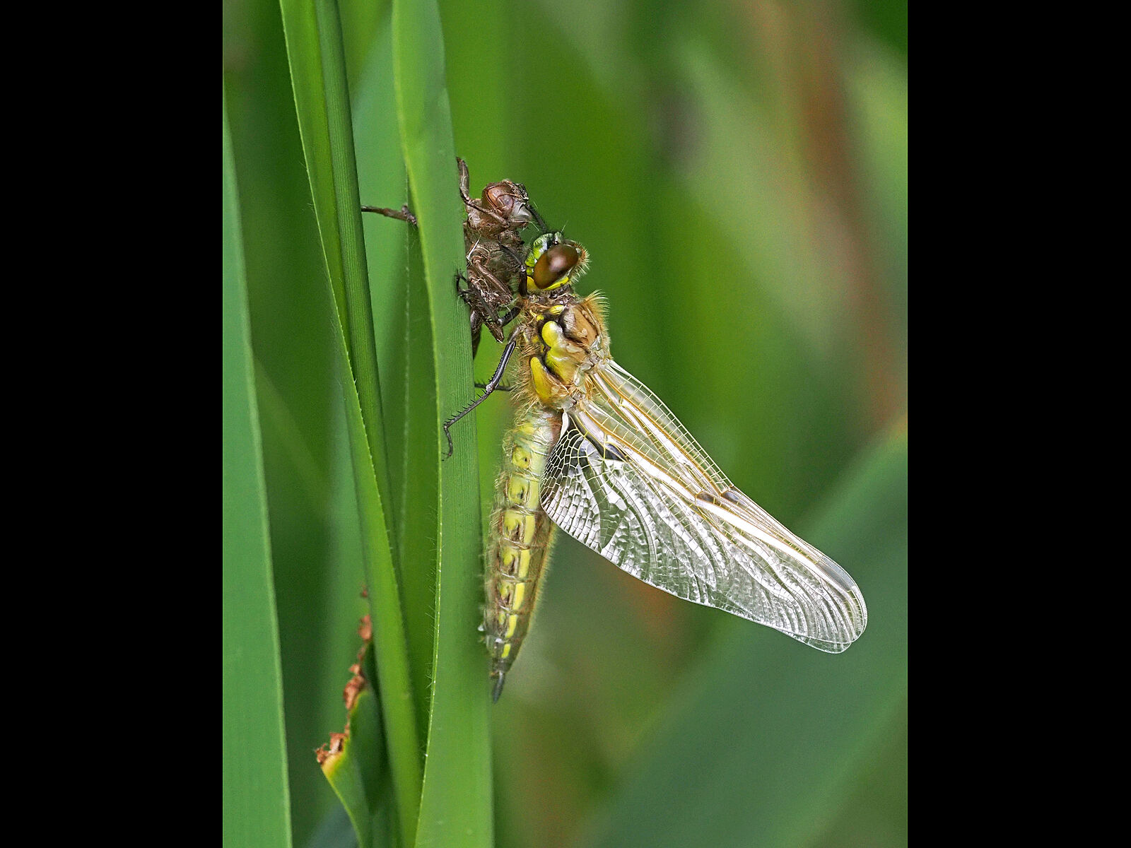 HC Adrian Davey Four spot chaser newly emerged