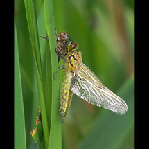 HC Adrian Davey Four spot chaser newly emerged