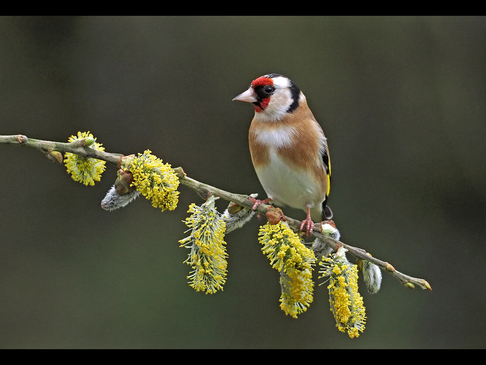 HC Adrian Davey Goldfinch on catkins