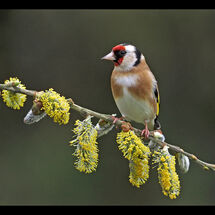 HC Adrian Davey Goldfinch on catkins