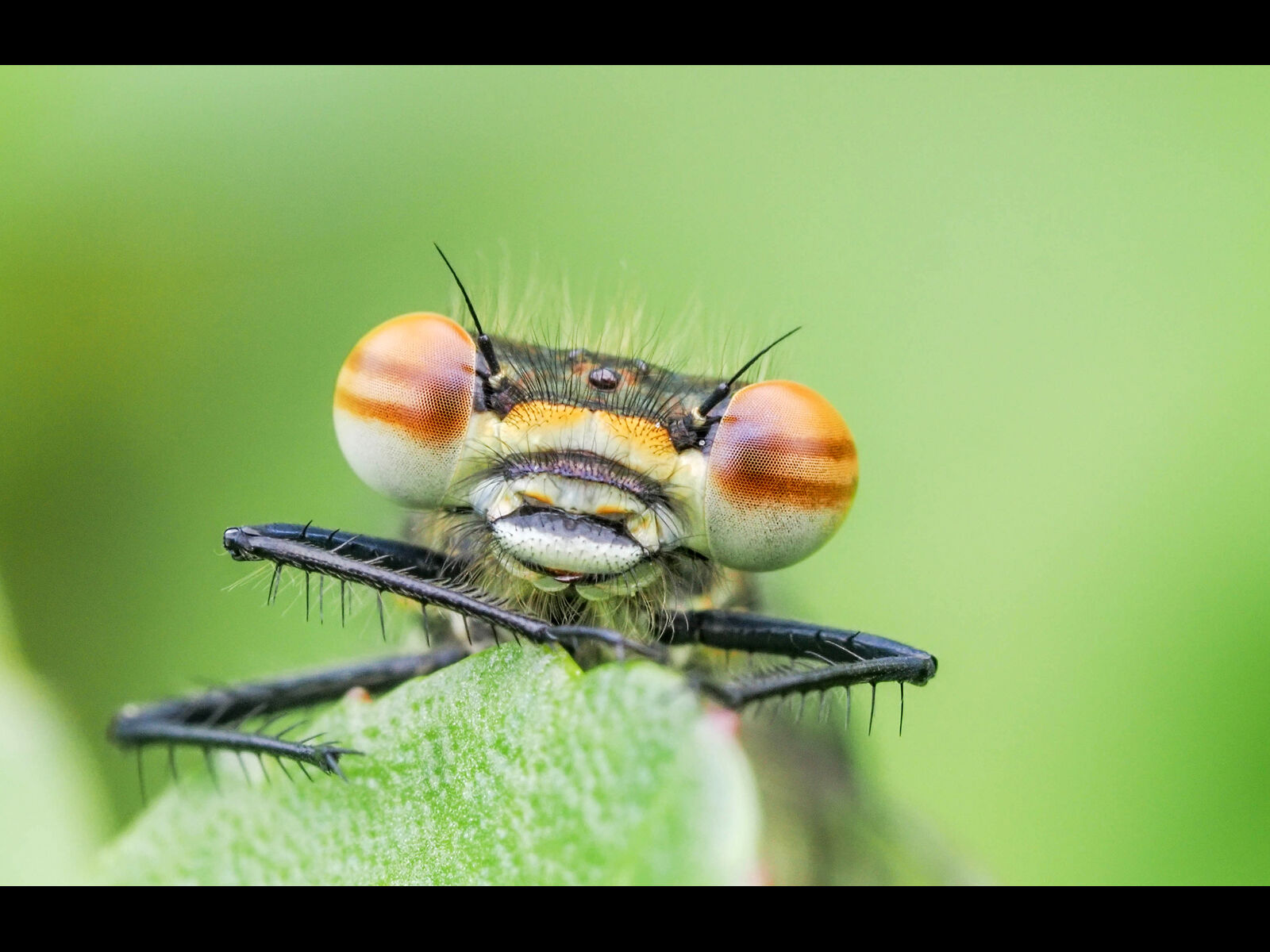 Second Adrian Davey Large Red Damselfly