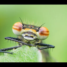 Second Adrian Davey Large Red Damselfly