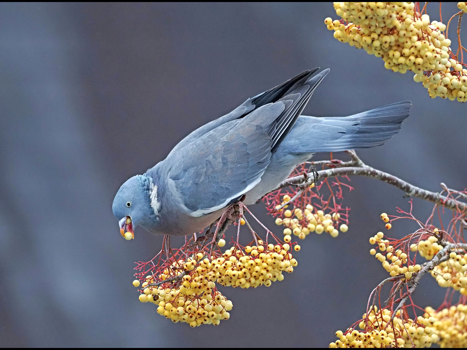 Third Adrian Davey Woodpigeon eating berries
