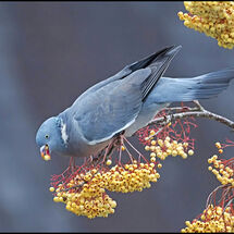 Third Adrian Davey Woodpigeon eating berries