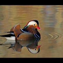 C Adrian Davey Mandarin drake