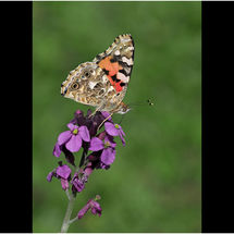 C Adrian Davey Painted Lady