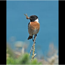 C Adrian Davey_Stonechat