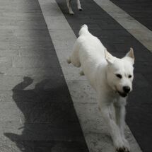 C Andy Pullinger Dog on the line