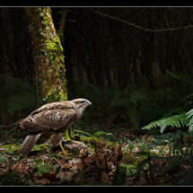 C Chris Robbins Common Buzzard with Prey