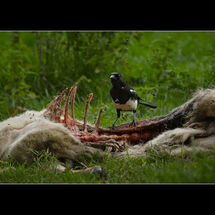 C Chris Robbins Magpie feeding on Carrion