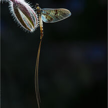 C Chris Robbins Mayfly