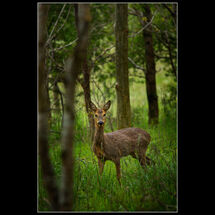 C Chris Robbins Roe Deer