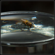C Chris Robbins Walking on Water