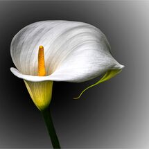 C David Perry Arum Design