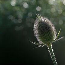 C David Perry Teazle