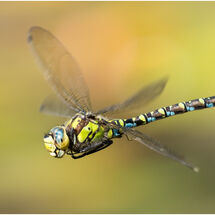 C Don Easter_Flight of the Southern Hawker