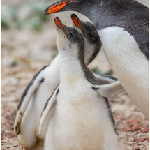 C Happy families Nigel Watson